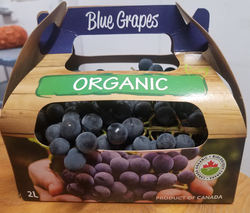 Grape - Blue Concord Grape (LOCAL)